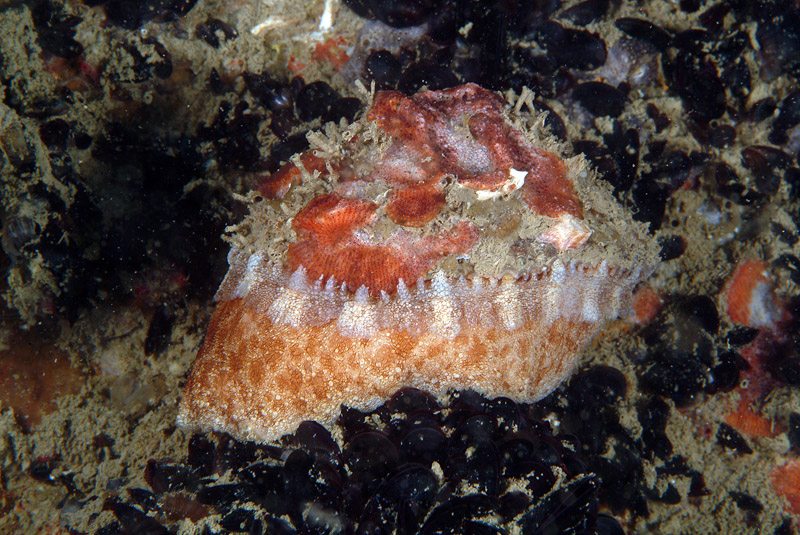 Diodora italica